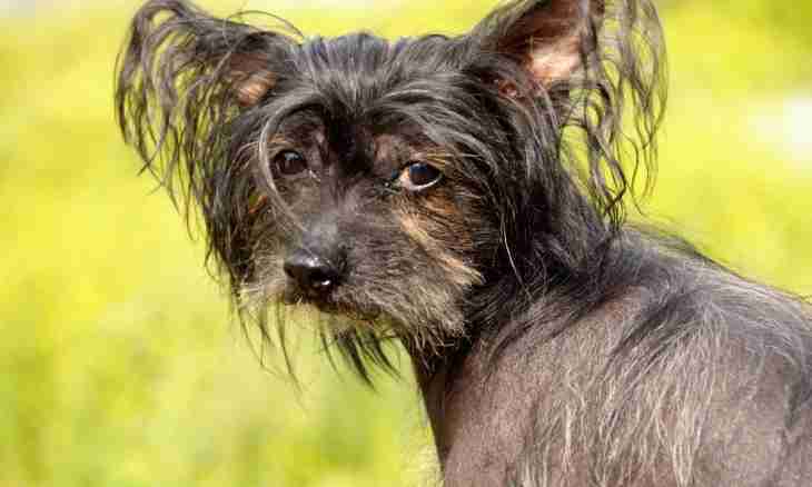 The Chinese crested dog in family
