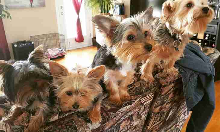 What standard weight of a Yorkshire terrier