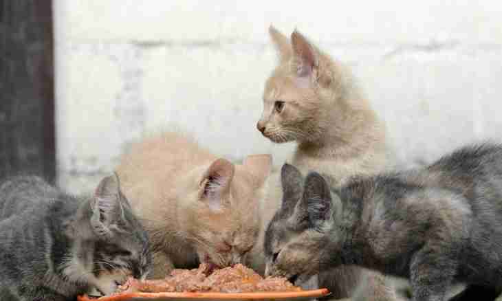 How to feed the British cats