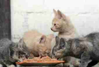 How to feed the British cats