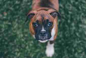 How to choose the boxer's puppy