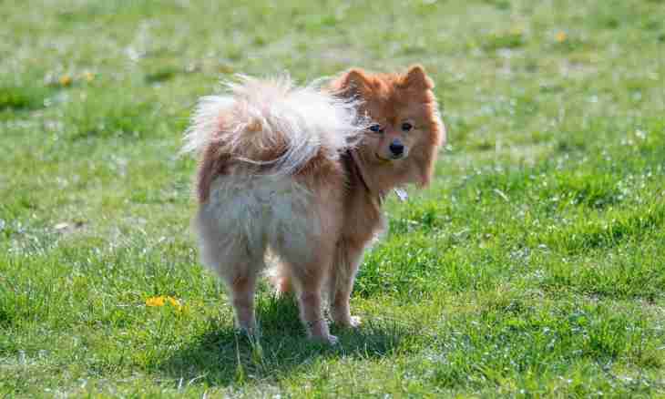 Whether it is worth getting a dog – the Pomeranian spitz-dog