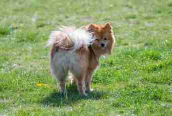 Whether it is worth getting a dog – the Pomeranian spitz-dog