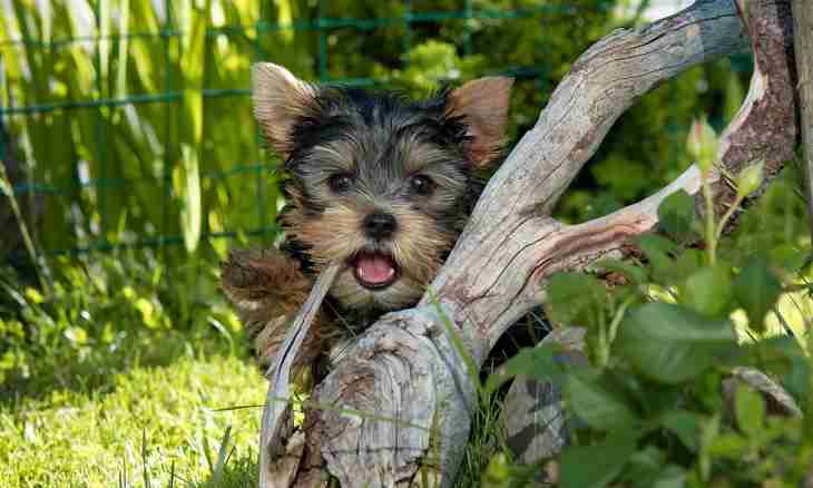 How to look after a puppy of a Yorkshire terrier