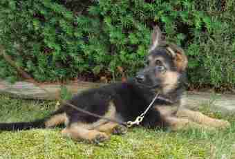 How to define a puppy of a German shepherd