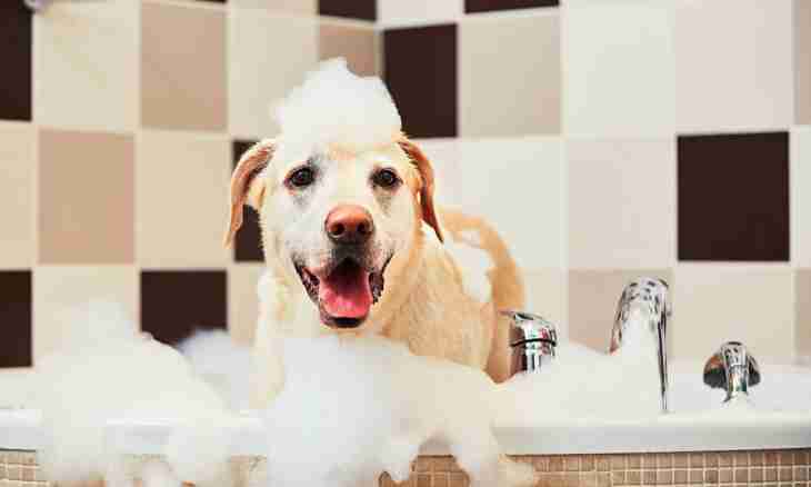 How to wash a dachshund