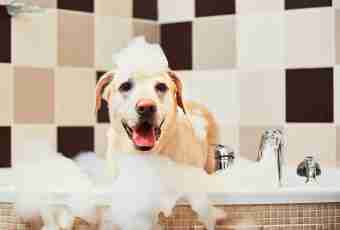 How to wash a dachshund