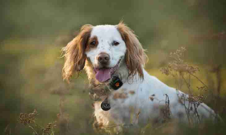 How to determine the age of a spaniel