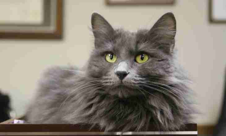 What cat breeds are hypoallergenic