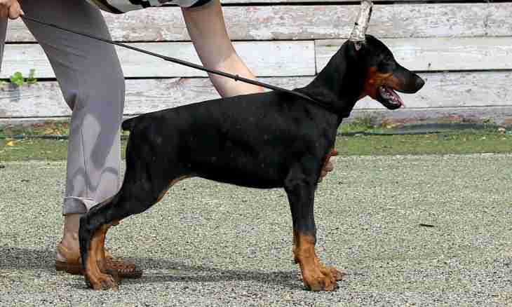 Dwarfish Dobermann terriers: features of breed, leaving