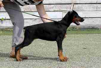 Dwarfish Dobermann terriers: features of breed, leaving