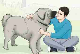 How to train the Caucasian sheep-dog