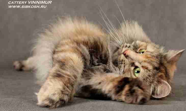 How to look after the Siberian cat