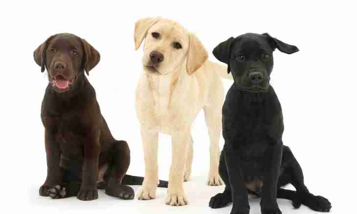 Devoted friend Labrador: description of breed
