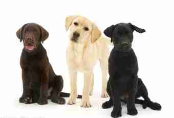 Devoted friend Labrador: description of breed