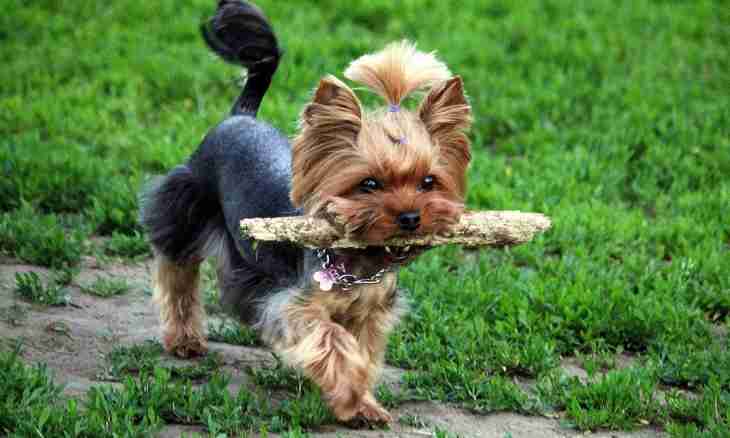How to train a Yorkshire terrier