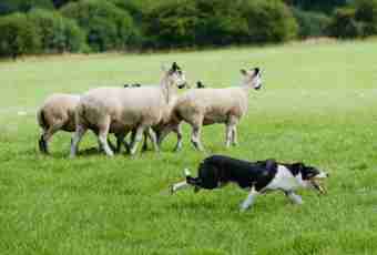 What breeds of sheep-dogs exist