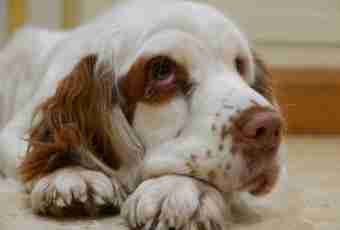 Features of care for a spaniel
