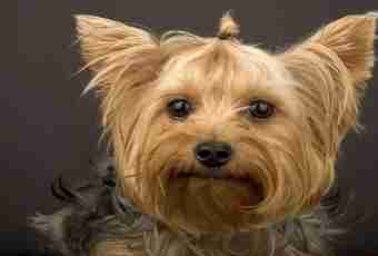 How to train Yorkshire terriers