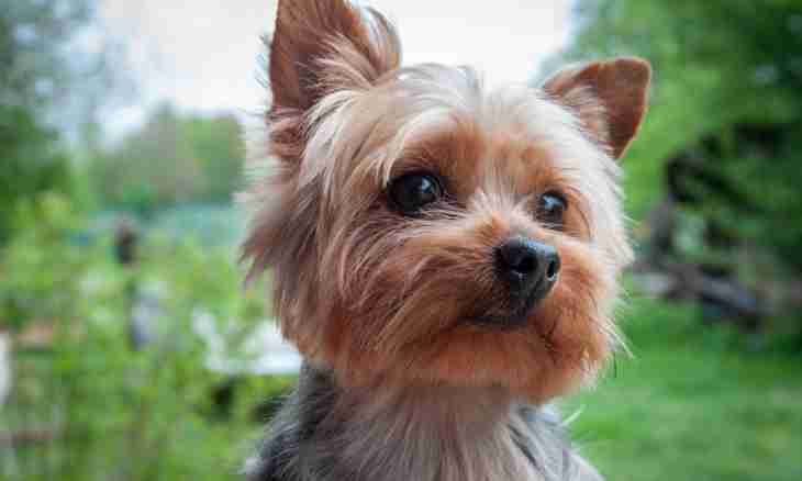 How to buy a Yorkshire terrier