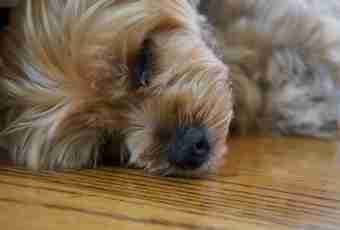 How to choose a Yorkshire terrier