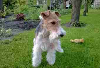 How to glue ears of a fox terrier