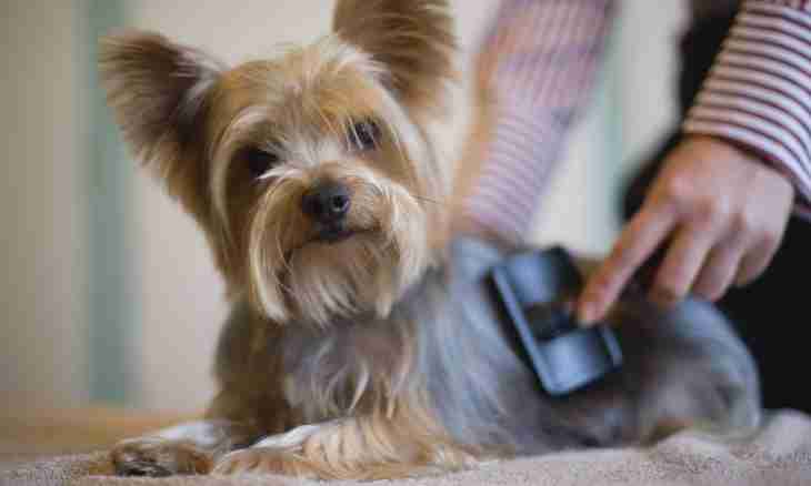 How to brush teeth to a Yorkshire terrier