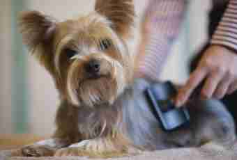 How to brush teeth to a Yorkshire terrier