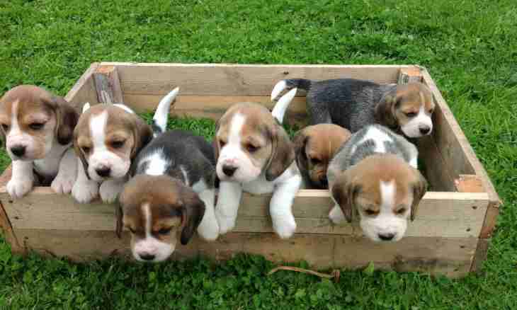 How to choose breed of a puppy