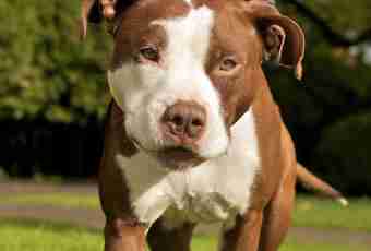 What differ a pit bull terrier and a staffor in