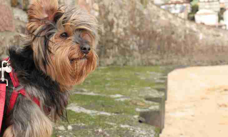 Yorkshire terrier: features of character and behavior