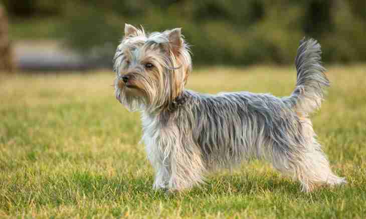 How to teach a Yorkshire terrier to teams