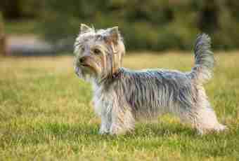 How to teach a Yorkshire terrier to teams