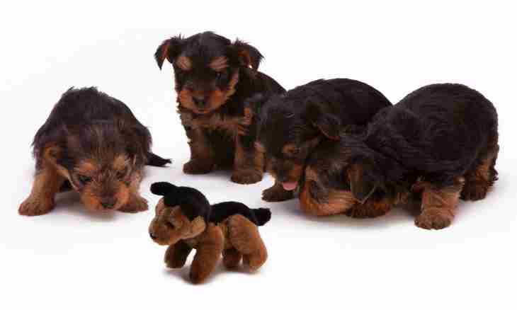 What to feed a toy terrier with