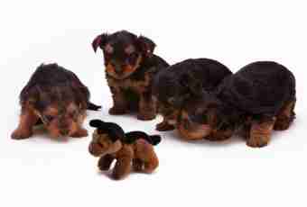 What to feed a toy terrier with