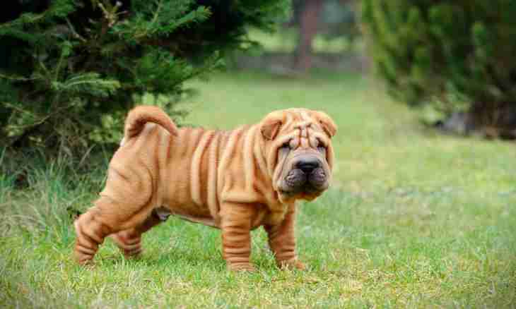 How to bring up a puppy of a Shar-Pei