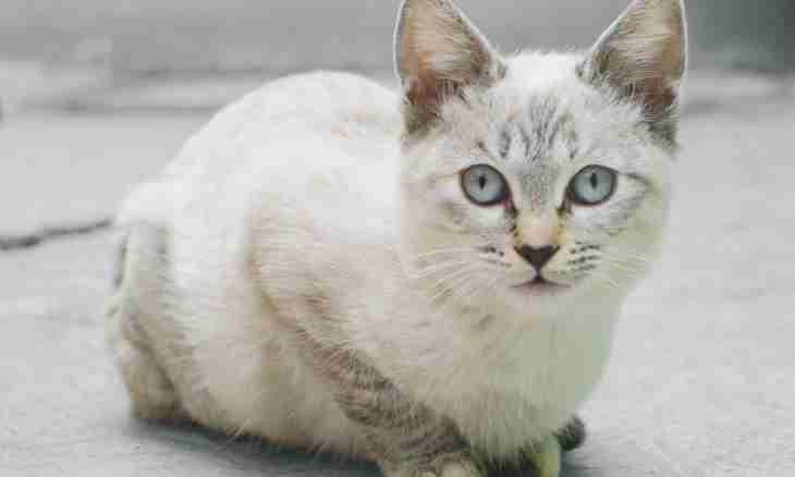 Burmilla: features of cats of this breed