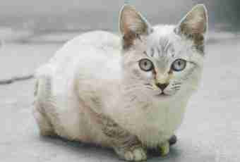 Burmilla: features of cats of this breed