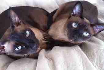 As the Siamese cat looks