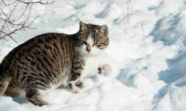 Cats to a snou-sh: features of breed