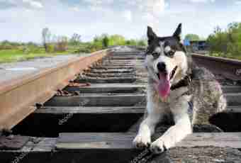 How to bring up and train huskies it is correct