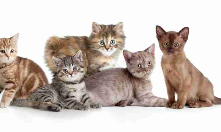 How to define breed of a kitten