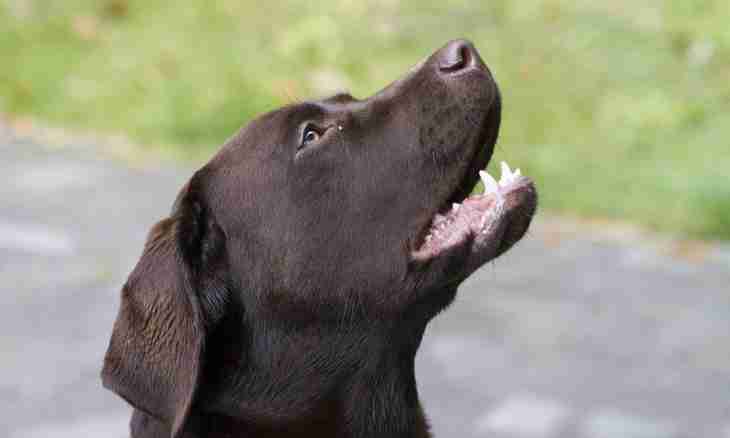 Labrador: interesting facts, breed merits and demerits