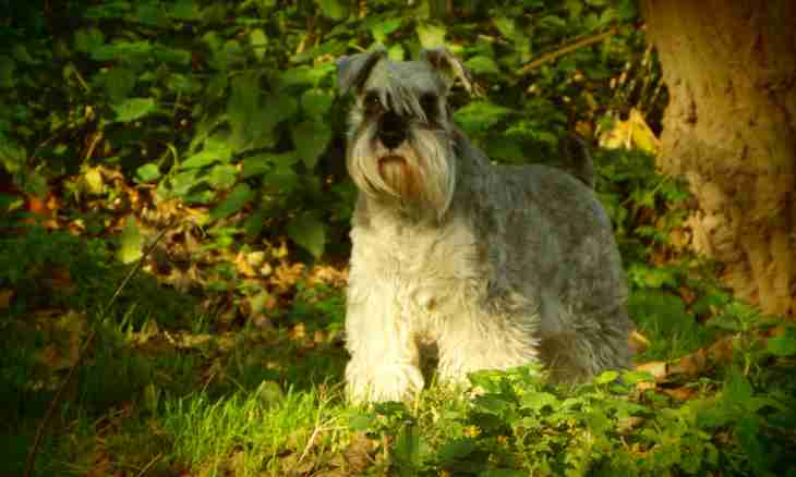 Schnauzer: features of breed