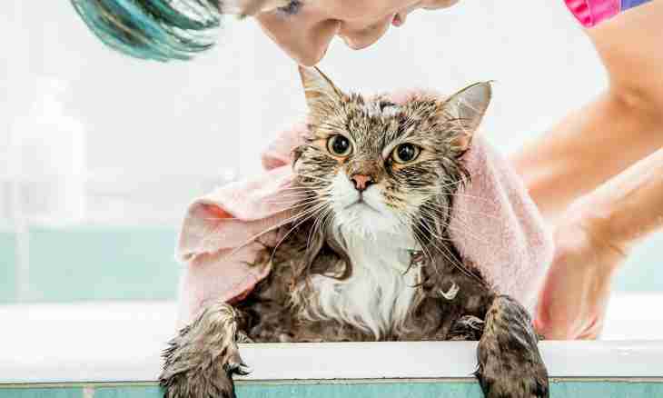 How to bathe a Persian cat