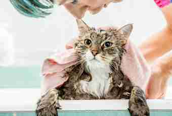 How to bathe a Persian cat