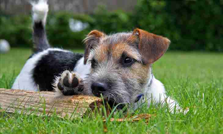 As it is correct to bring up a puppy of a Jack Russell Terrier