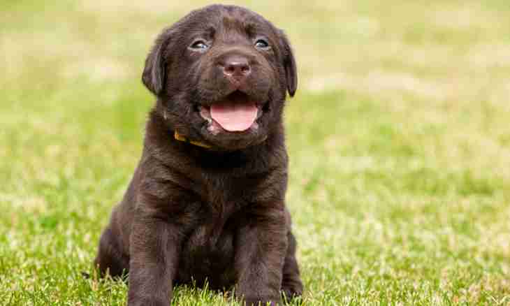 How to choose a puppy of a dwarfish rate