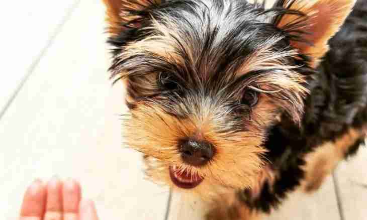 How to glue ears to a Yorkshire terrier
