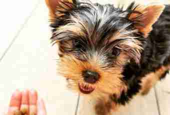 How to glue ears to a Yorkshire terrier